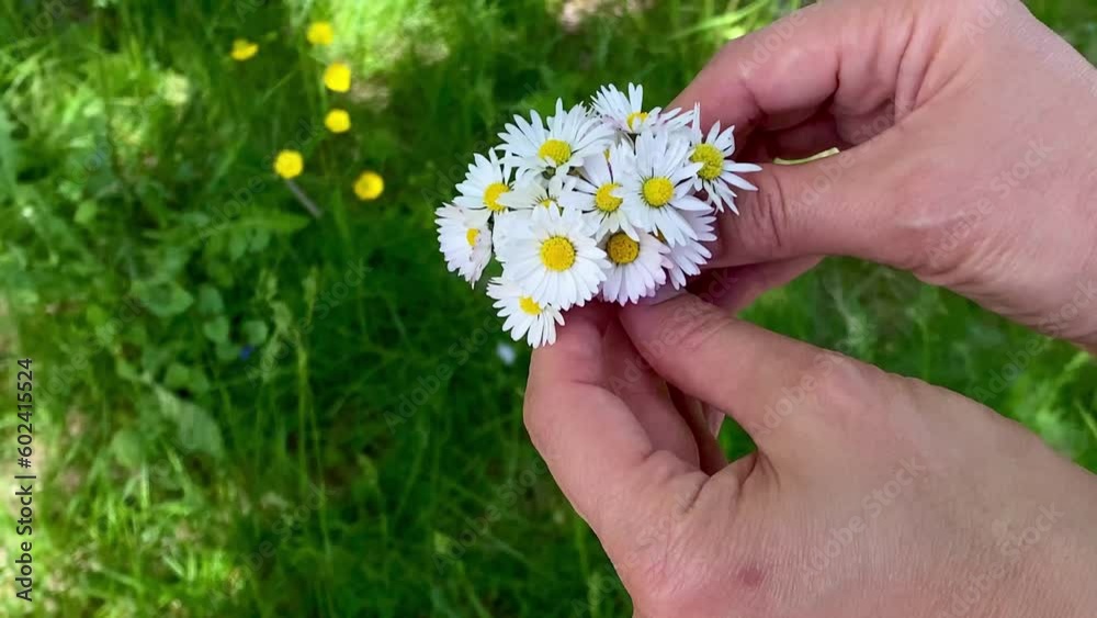 Bouquet of mini daisies in female hands on a background of grass in slow motion. Bouquet of mini daisies in female hands on a background of grass in slow motion.