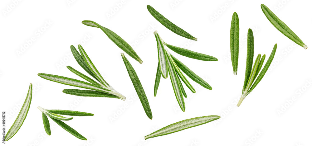 Fototapeta premium Falling rosemary leaves isolated on white background