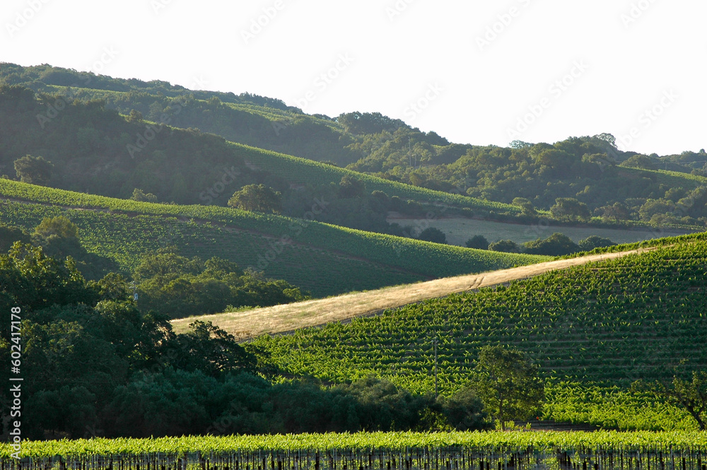 Vineyards on a hillside of intersecting valleys in Sonoma in early morning sun
