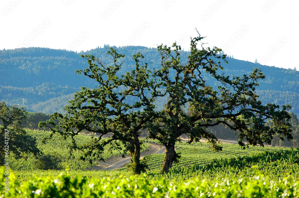 Trees in vineyards on a hillside in Sonoma in early morning sun