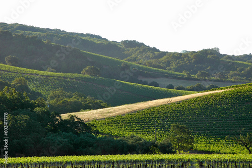 Vineyards on a hillside of intersecting valleys in Sonoma in early morning sun