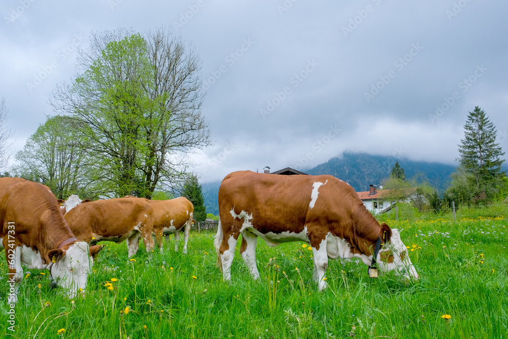 A herd of cows grazes in a meadow in Bavaria.