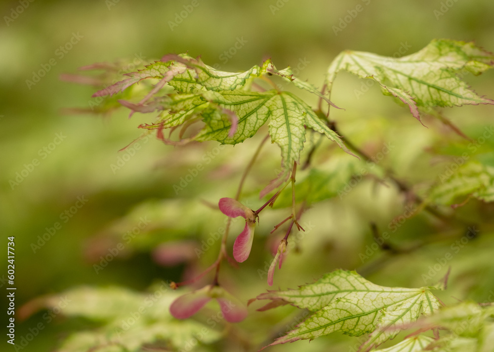 Beautiful leaves of the Acer Palmatum 'Peaches and Cream' tree, photographed in spring the Wisley garden, Surrey UK Beautiful leaves of the Acer Palmatum 'Peaches and Cream' tree, photographed in spring the Wisley garden, Surrey UK