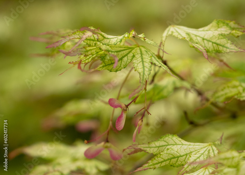 Beautiful leaves of the Acer Palmatum 'Peaches and Cream' tree, photographed in spring the Wisley garden, Surrey UK