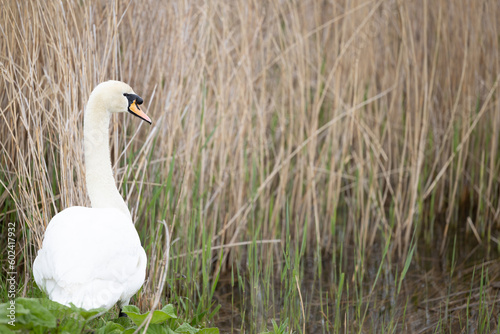 Fototapeta Naklejka Na Ścianę i Meble -  Large mute swan (Cygnus olor) amongst the reedbed, Yorkshire, July, Summer, UK