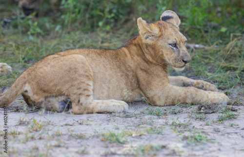 Lion cub in pride feeding on prey in natural African habitat