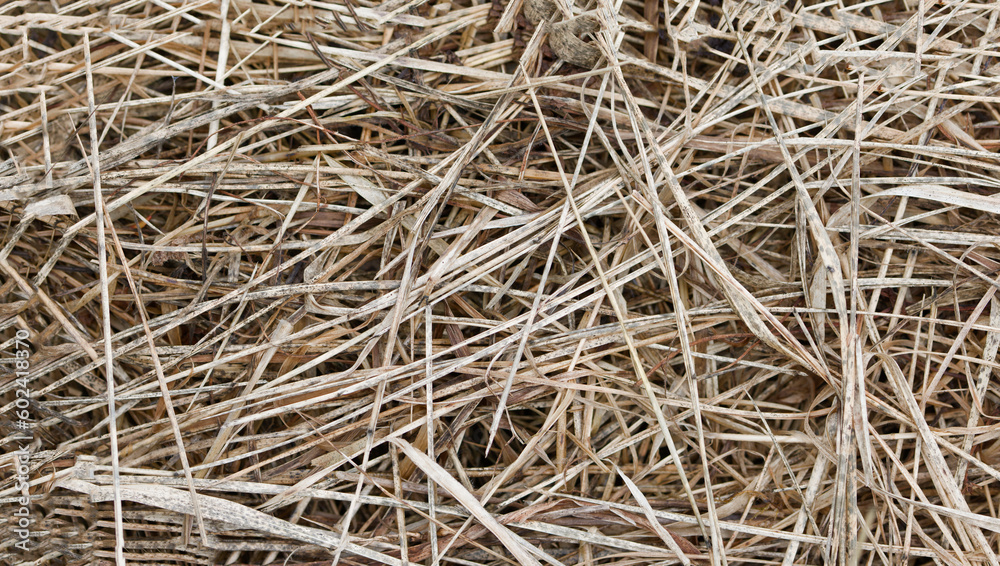 Strands of dry straw closeup, copy space, background, abstract Strands of dry straw closeup, copy space, background, abstract