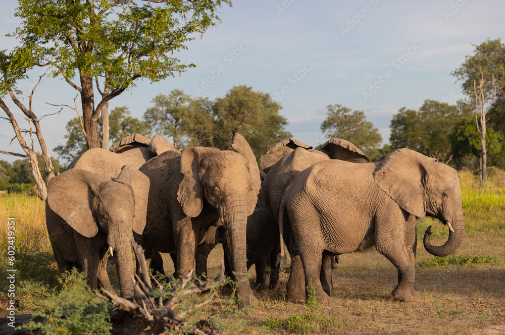 Elephants form a protective group around their young in natural protected habitat  