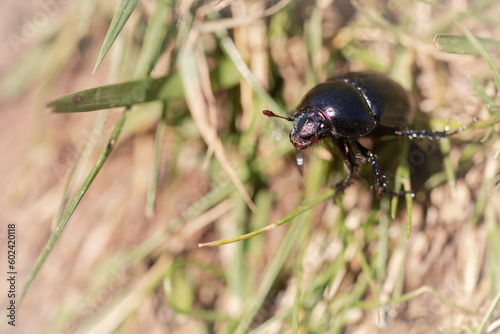 Dung beetle (Geotrupes stercorarius) climbing through grass photo