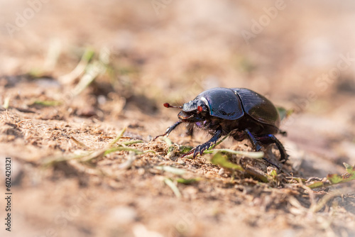 Dung beetle (Geotrupes stercorarius) walking across bare ground