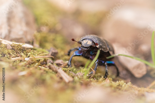 Dor beetle (Geotrupes stercorarius) walking across moss and stone