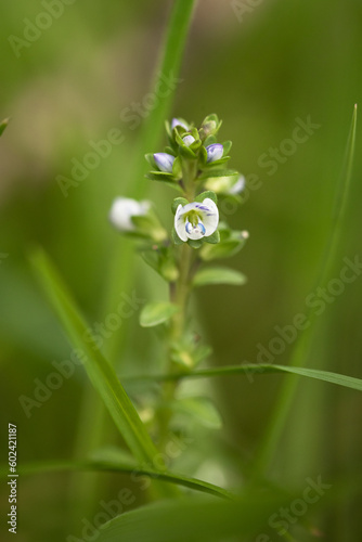 Thyme-leaved speedwell (Veronica serpyllifolia) flower spike photo