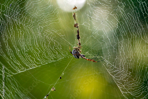 Leaf-Curling Spider (Phonognatha graeffei) photo