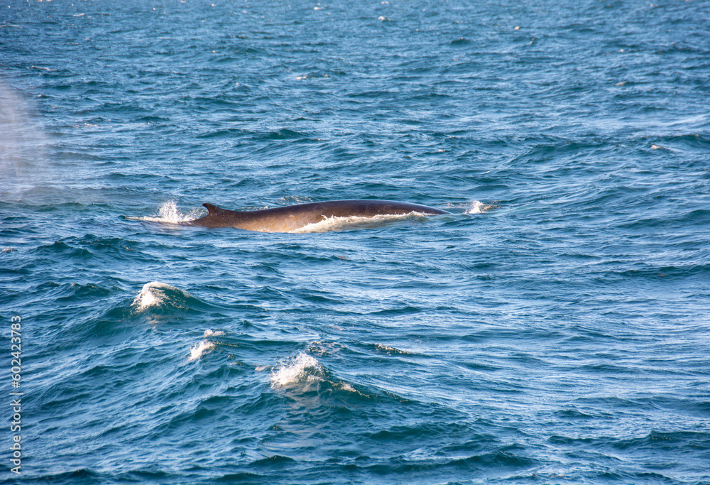 Obraz premium whale in iceland