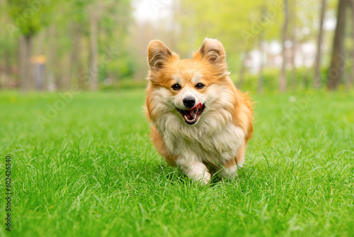 Cute Fluffy Welsh Corgi Pembroke running through green lawn in the city park. Adorable Corgi in action. High quality photo
