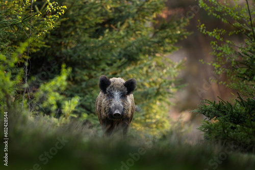 Wild boar in the forest. European nature during spring. Eye to eye contact with the boar.