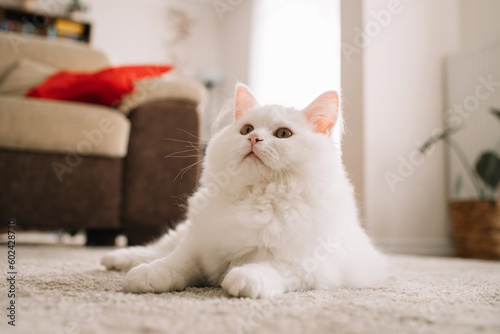 A cute fluffy white kitten lies on the floor and looks up in surprise. Life of pets in the apartment