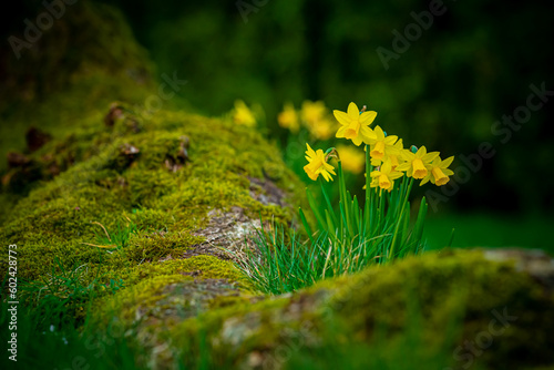 Osterblumen photo