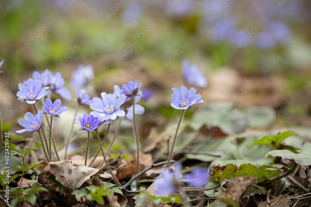 A bunch of blue primroses on the lawn in the forest. The beginning of spring A bunch of blue primroses on the lawn in the forest. The beginning of spring