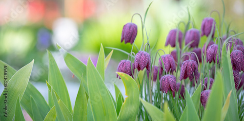 Closeup of Wild-growing foliage plants with the name snake's head fritillary or Fritillaria Meleagris. Sprouts of wild plants in the garden on a bed in a warm sunny day. Wide photo