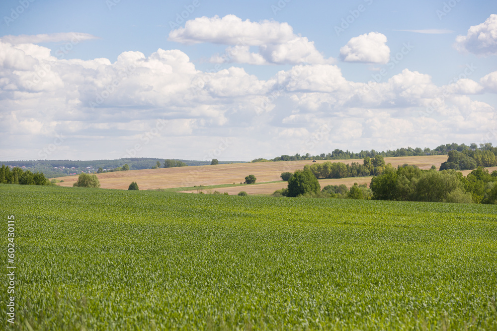 Agriculture field landscape on a sunny day. Green grass and blue cloudy sky.