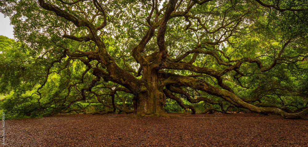 Obraz premium Angel Oak Tree