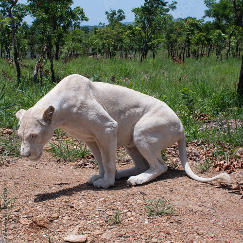 Lion blanc au Nord du Togo