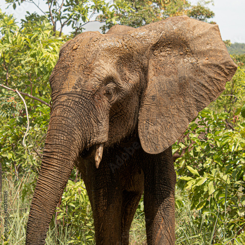 Eléphant d'Afrique dans la réserve de Sarakawa, Togo