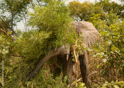 Eléphant d'Afrique dans la réserve de Sarakawa