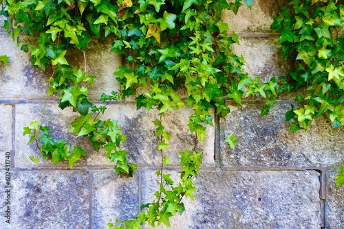 蔦の葉が茂る大谷石のブロック塀 背景素材