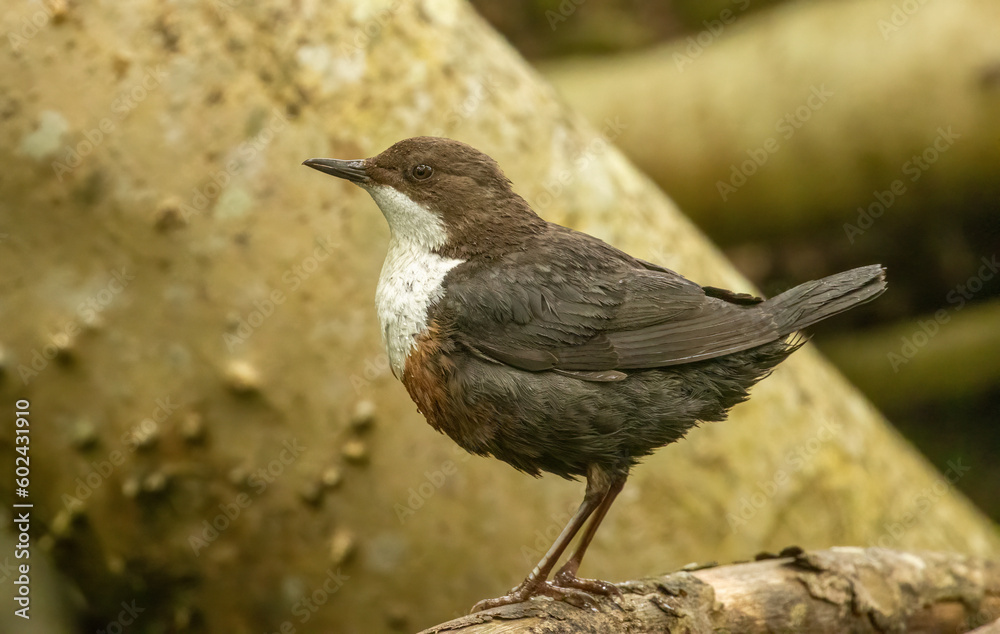 Dipper, brown and white water bird with beautiful feathers and plumage searching for bugs in the water to feed young Dipper, brown and white water bird with beautiful feathers and plumage searching for bugs in the water to feed young