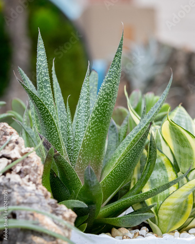 Gasteria Flow Spiky Aloe © Brad