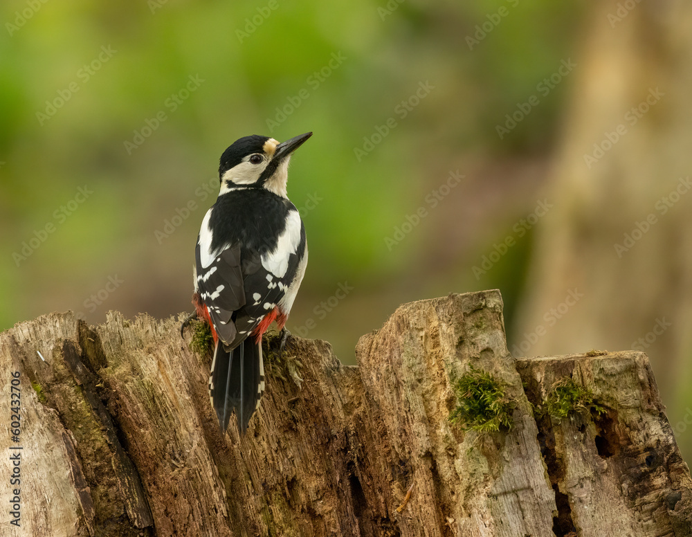 Great spotted woodpecker on old tree trunks searching for grubs in the wood in the forest with natural woodland green background and beautiful red, black and white plumage Great spotted woodpecker on old tree trunks searching for grubs in the wood in the forest with natural woodland green background and beautiful red, black and white plumage