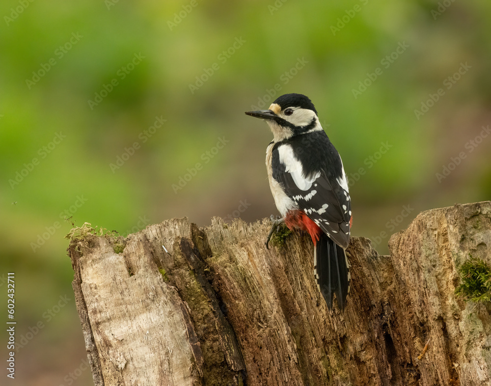 Great spotted woodpecker on old tree trunks searching for grubs in the wood in the forest with natural woodland green background and beautiful red, black and white plumage Great spotted woodpecker on old tree trunks searching for grubs in the wood in the forest with natural woodland green background and beautiful red, black and white plumage