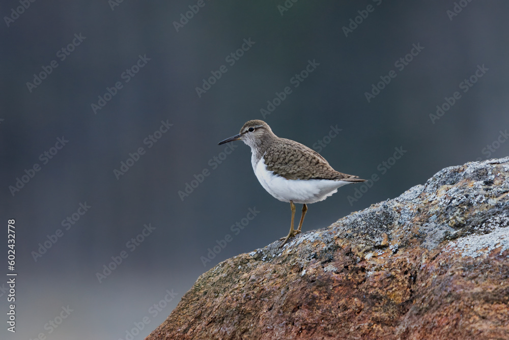 Common sandpiper (Actitis hypoleucos) standing on a rock in the lake in spring. Common sandpiper (Actitis hypoleucos) standing on a rock in the lake in spring.