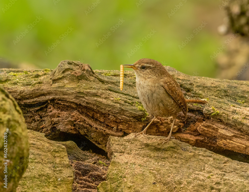 Beautiful small wren, tiny brown bird with a meal worm, grub in beak from old wood, fallen tree, rotten tree trunk in the woodland with natural green forest and leaf background 
