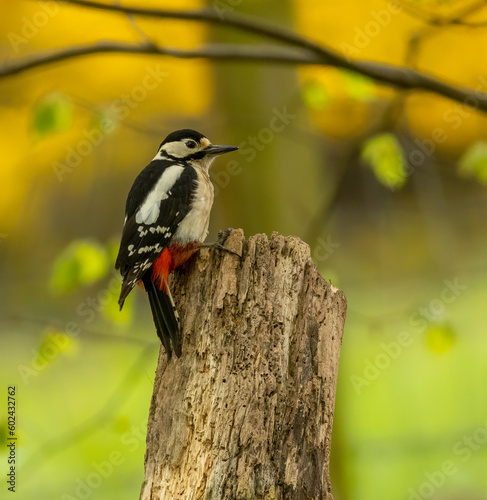 Great spotted woodpecker on old tree trunks searching for grubs in the wood in the forest with natural woodland green background and beautiful red, black and white plumage