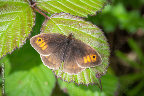 Meadow Brown butterfly flat out on a bramble leaf