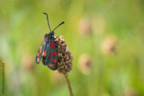 Six-spot burnet moth viewing from a dried seed head