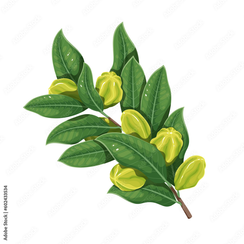 Obraz premium Arjuna green branch vector illustration. Cartoon isolated leaves and fruits hanging on tree twig, natural plant and product for Ayurveda medicine and naturopathy, harvest from Indian summer garden