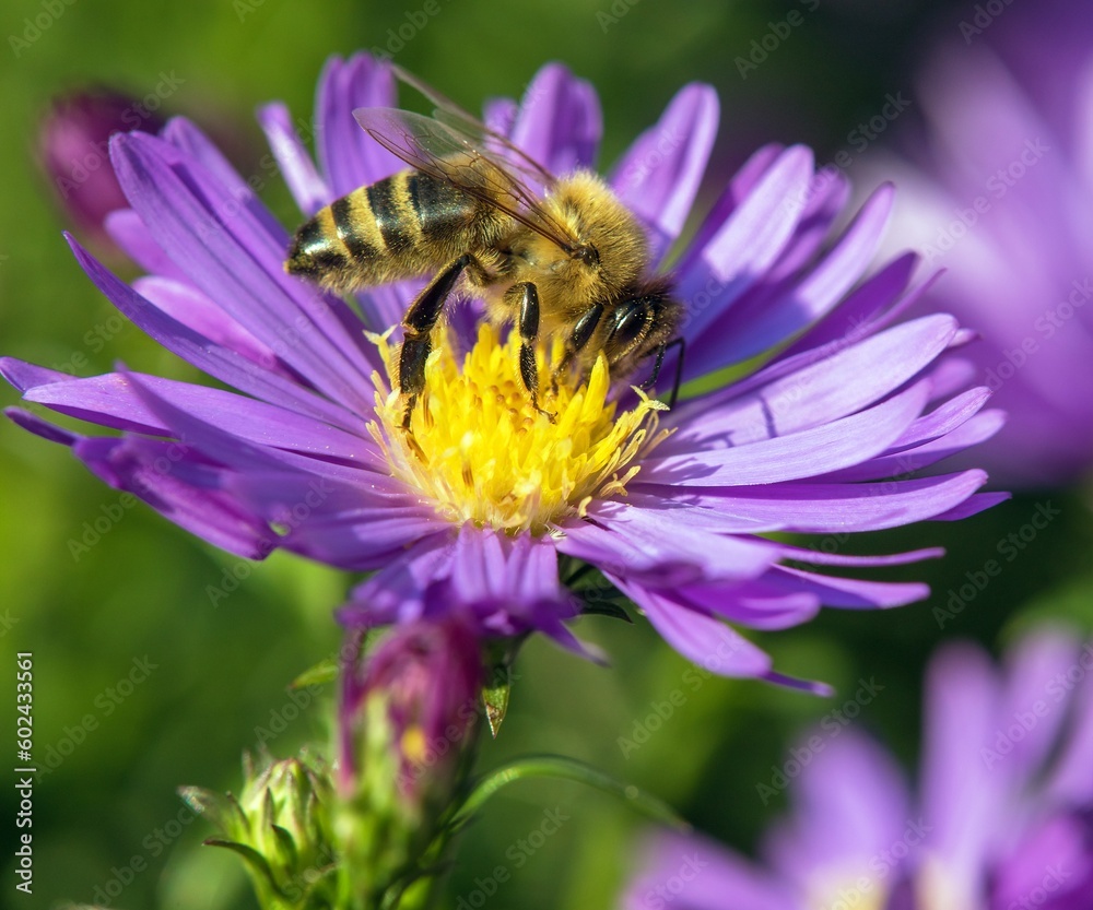 bee honeybee Apis Mellifera honey insect flower bee honeybee Apis Mellifera honey insect flower