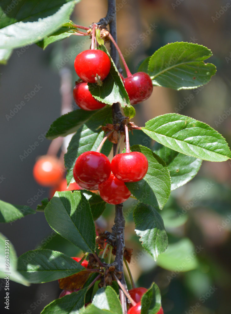 cherry branch with ripe red berries and green leaves in the sun. clusters of berries are filled with an eye and sing in the sun. tasty, healthy and vitamin-rich food cherry branch with ripe red berries and green leaves in the sun. clusters of berries are filled with an eye and sing in the sun. tasty, healthy and vitamin-rich food