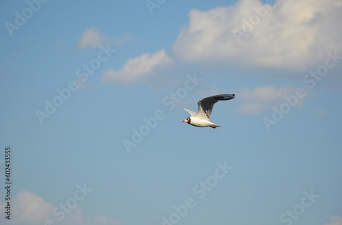 a sea gull with white feathers soars in the blue sky over the sea, in search of food. beauty in nature. animals and birds in the wild. sea birds