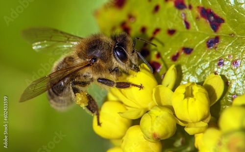 bee or honeybee Apis Mellifera on yellow flower © Daniel Prudek