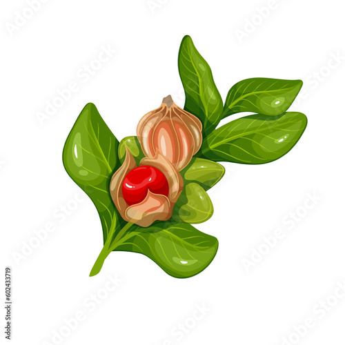 Ashwagandha branch with green leaves and red berry vector illustration. Cartoon isolated twig of Withania somnifera with leaf and fruit from Indian garden, Ashwagandha ayurvedic plant growing in India