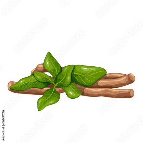 Ashwagandha root and leaf vector illustration. Cartoon isolated bunch of dry root sticks, branch with green leaves of Ashwagandha ayurvedic plant, traditional Indian ingredient of Ayurveda medicine