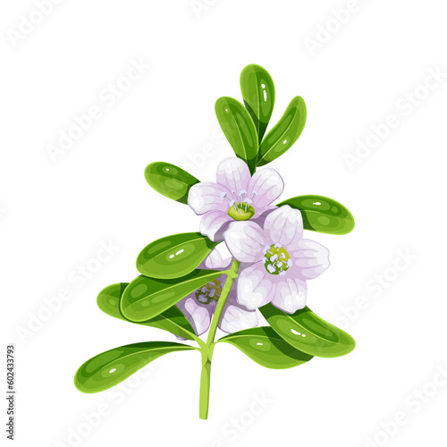 Bacopa branch with green leaves and flowers vector illustration. Cartoon isolated Bacopa monnieri nootropic plant, herb ingredient in traditional Ayurveda medicine, water hyssop, waterhyssop or brahmi