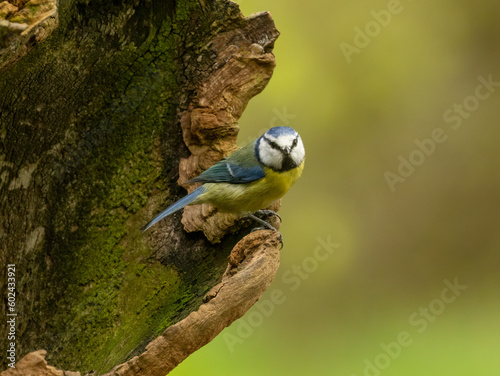 Beautiful small and cute blue tit bird with blue, white and yellow feathers and plumage perched on an old tree trunk in the woodland with beautiful natural forest green background 