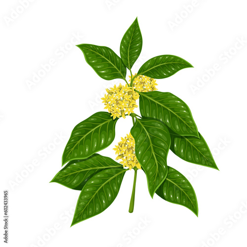 Gymnema sylvestre branch with green leaf and yellow flowers vector illustration. Cartoon isolated twig of woody vine in bloom, natural plant of Ayurveda medicine, gymnema diabetes supplement