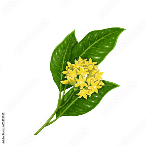 Gymnema sylvestre branch with green leaf and flowers vector illustration. Cartoon isolated twig with blossom for Ayurveda medicine, organic natural ayurvedic plant for gymnema herbal supplements